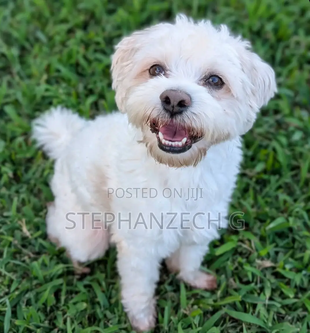 6-12 months Female Purebred Poodle