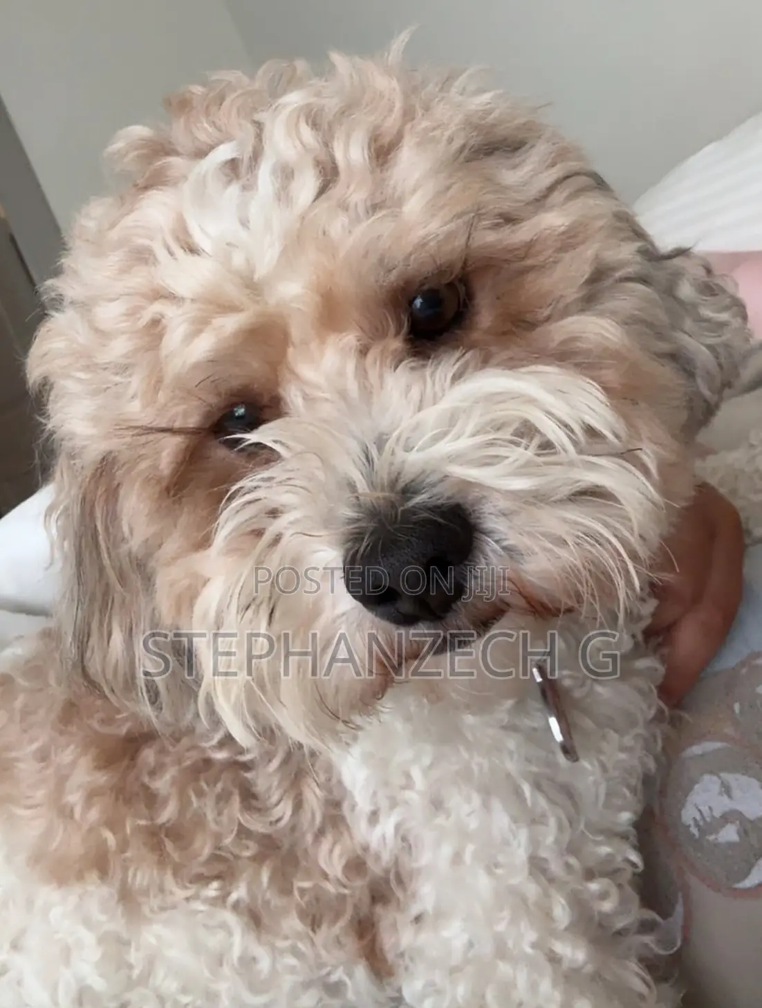 1+ year Male Purebred Poodle