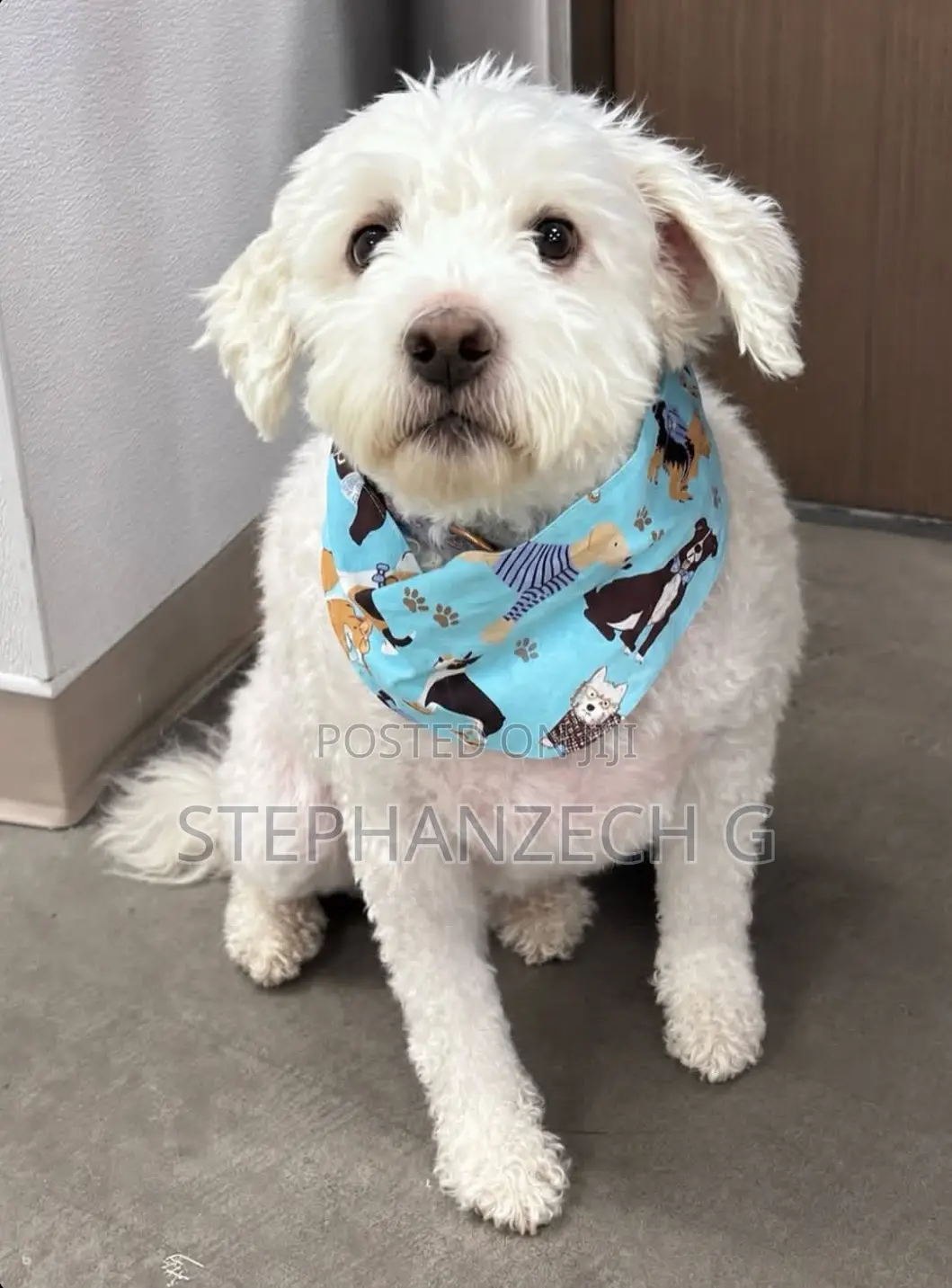 6-12 months Male Purebred Poodle