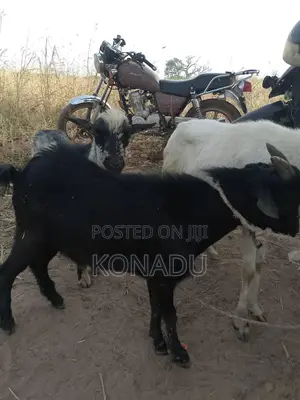 Local Female Goats