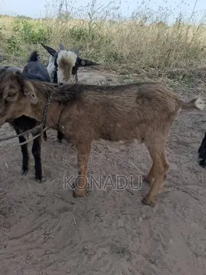 Local Female Goats
