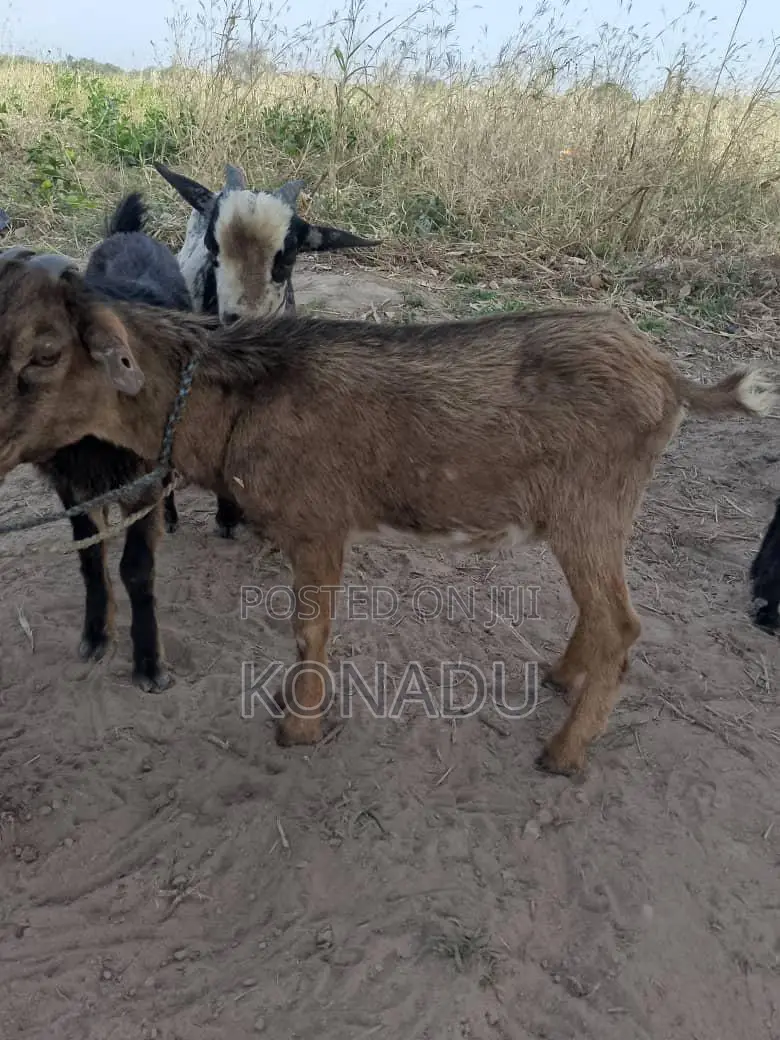 Local Female Goats