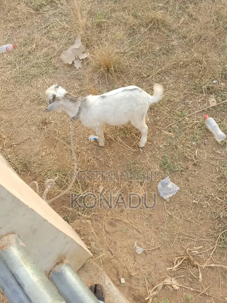 Local Female Goats