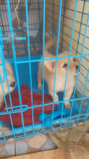 1-3 months Female Purebred Poodle