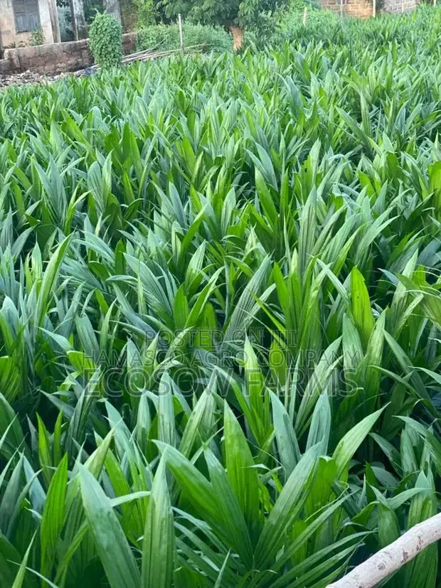 Tenera Oil Palm Seedlings