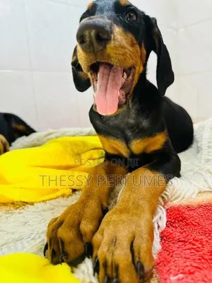 1-3 months Male Purebred Doberman Pinscher