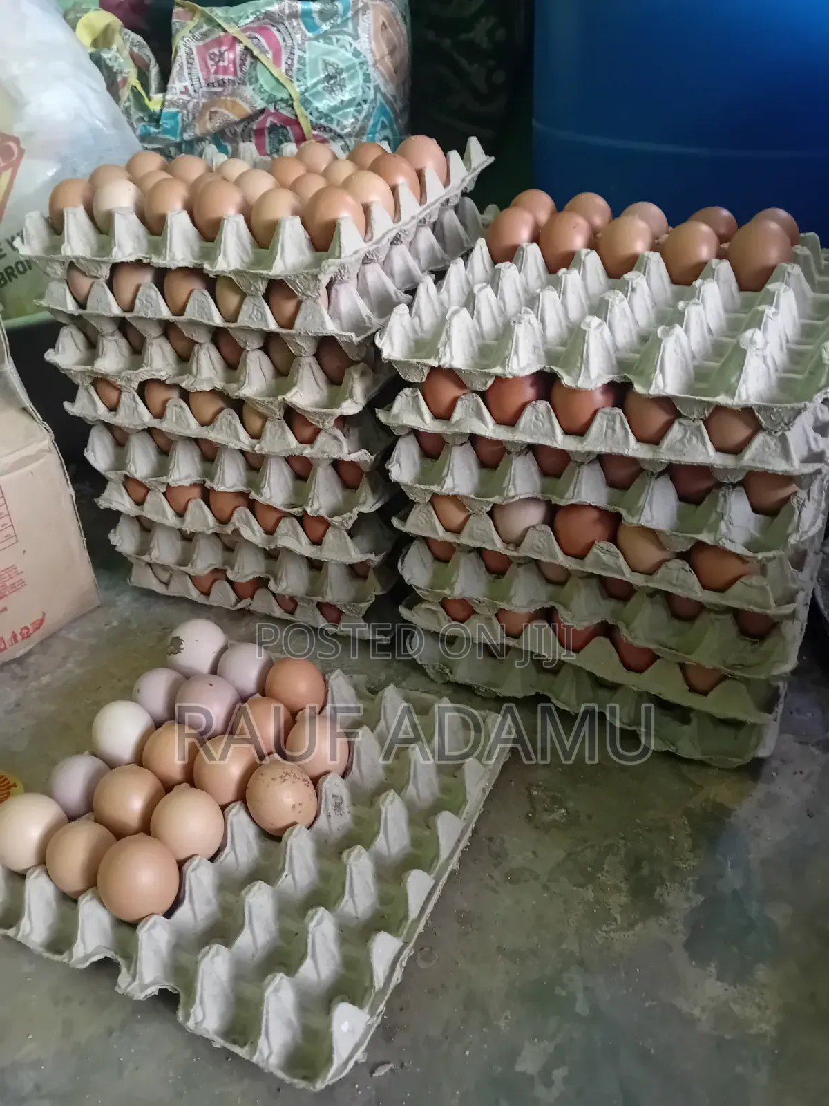 6 Months Old Hens for Sale (Chicken)