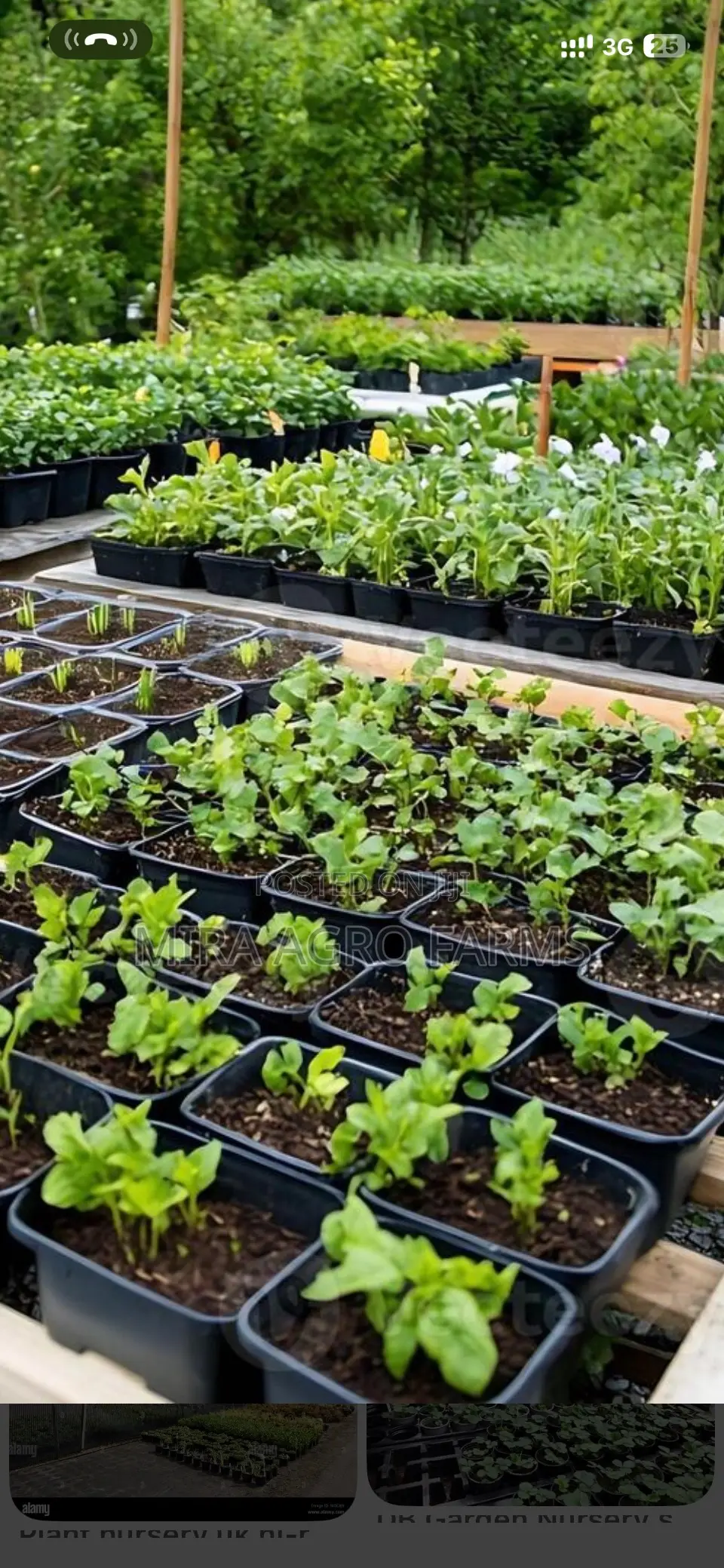Vegetable Seeds and Seedlings