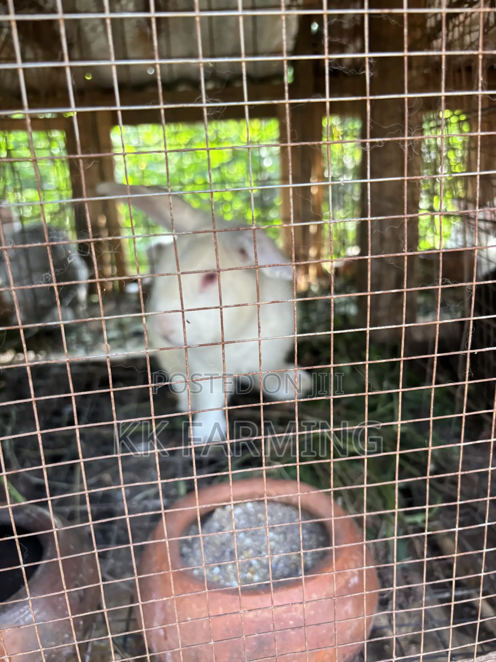 Healthy Rabbits