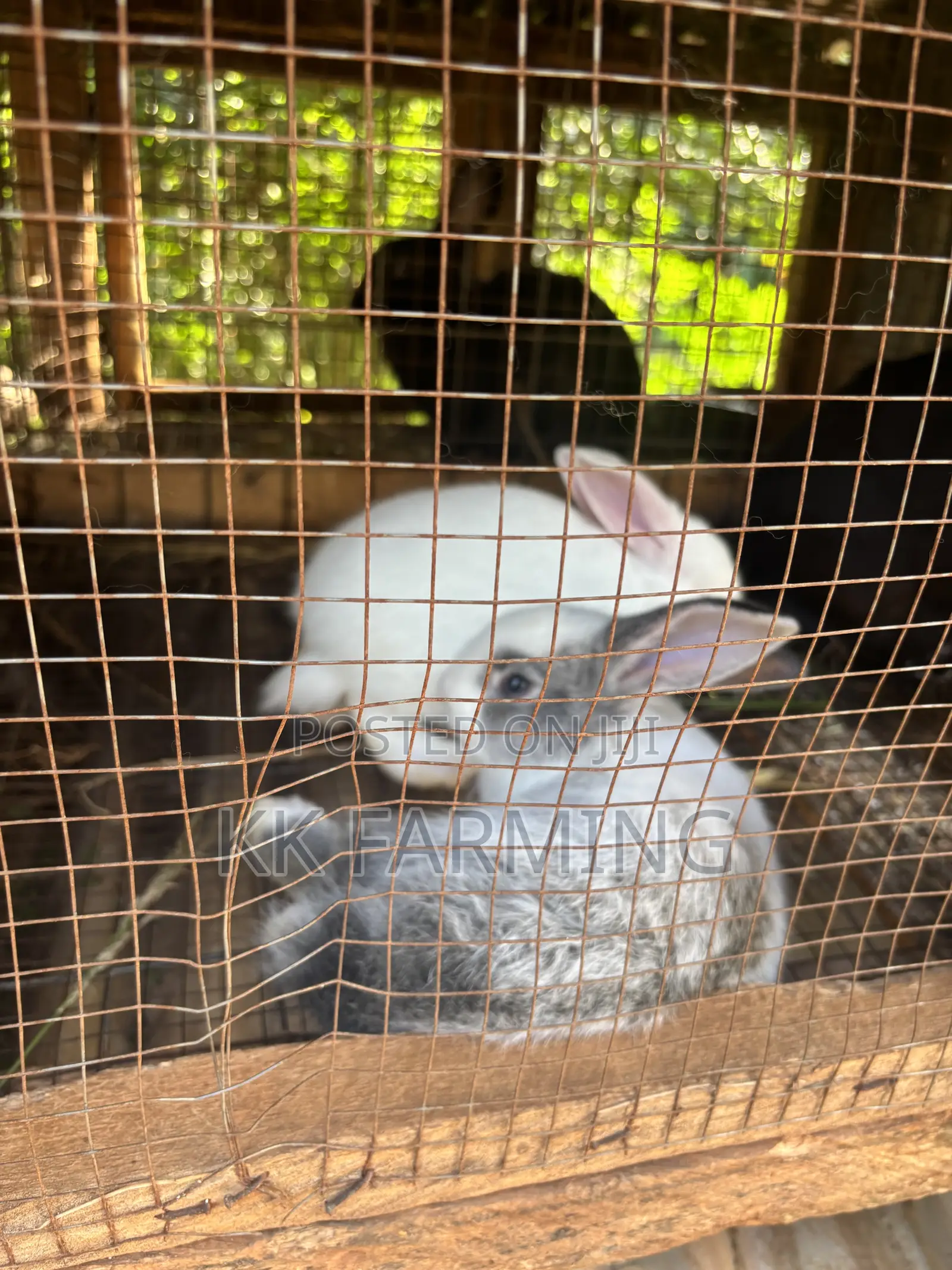 Healthy Rabbits