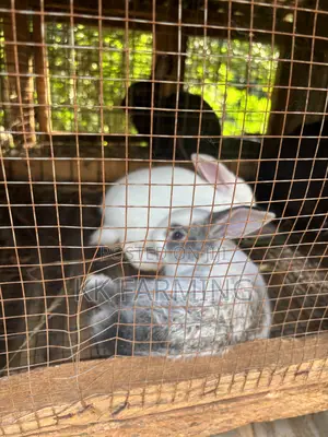 Healthy Rabbits