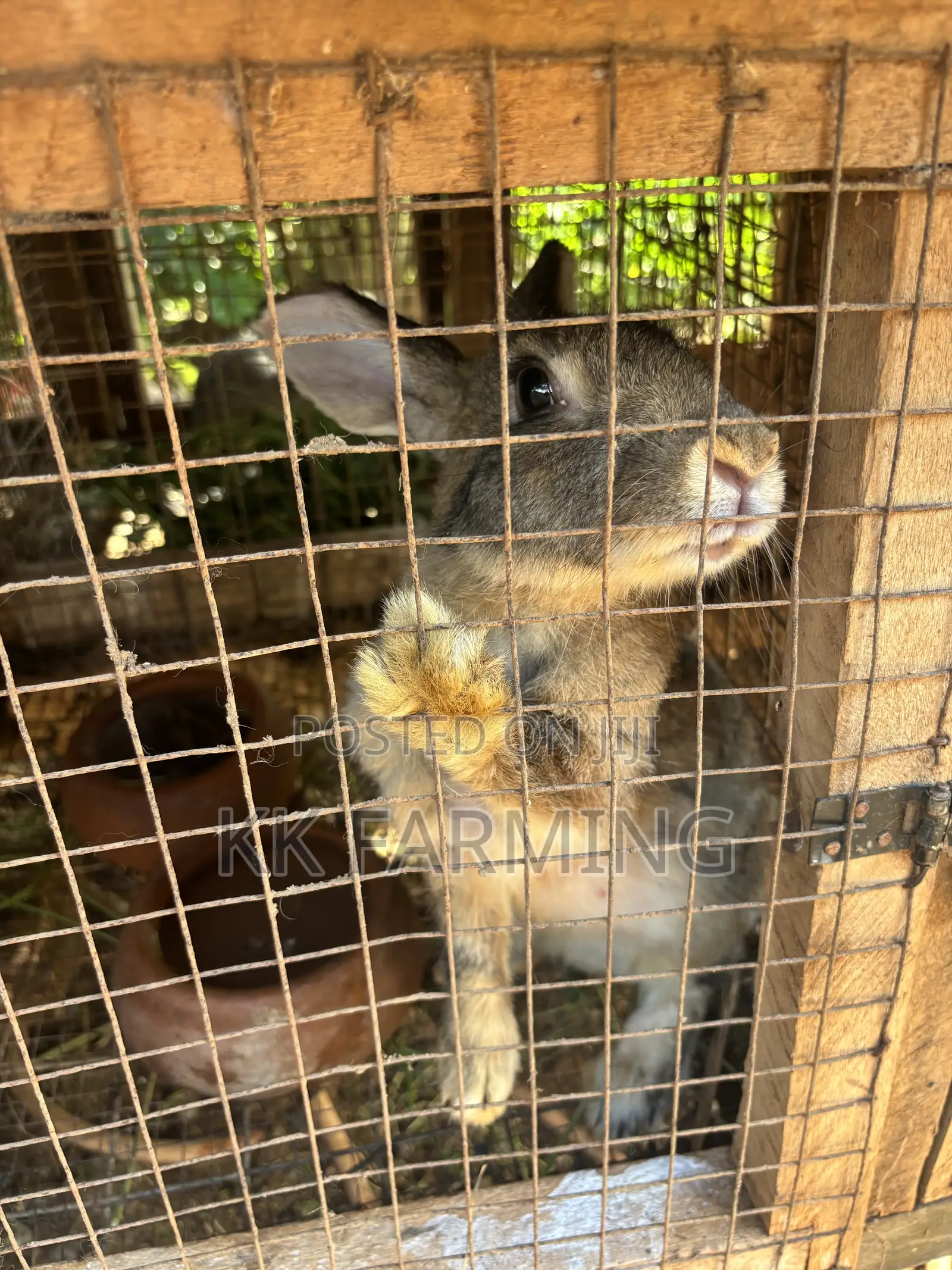 Healthy Rabbits