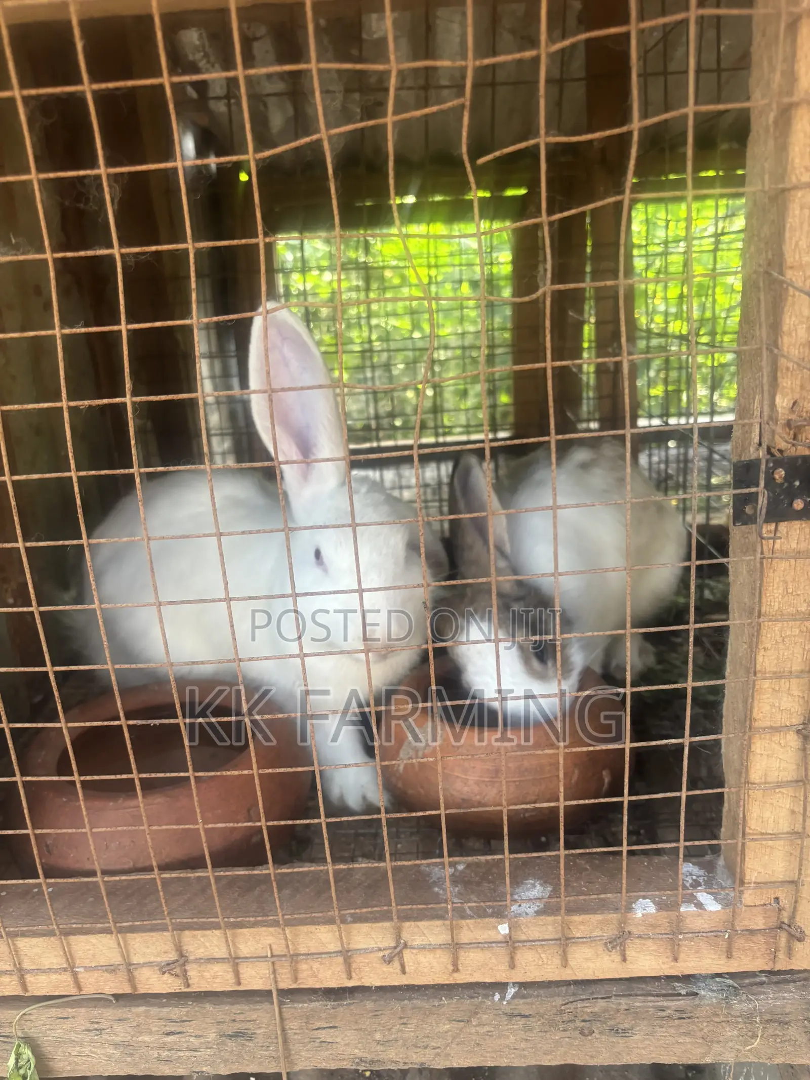 Healthy Rabbits