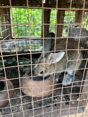 Healthy Rabbits