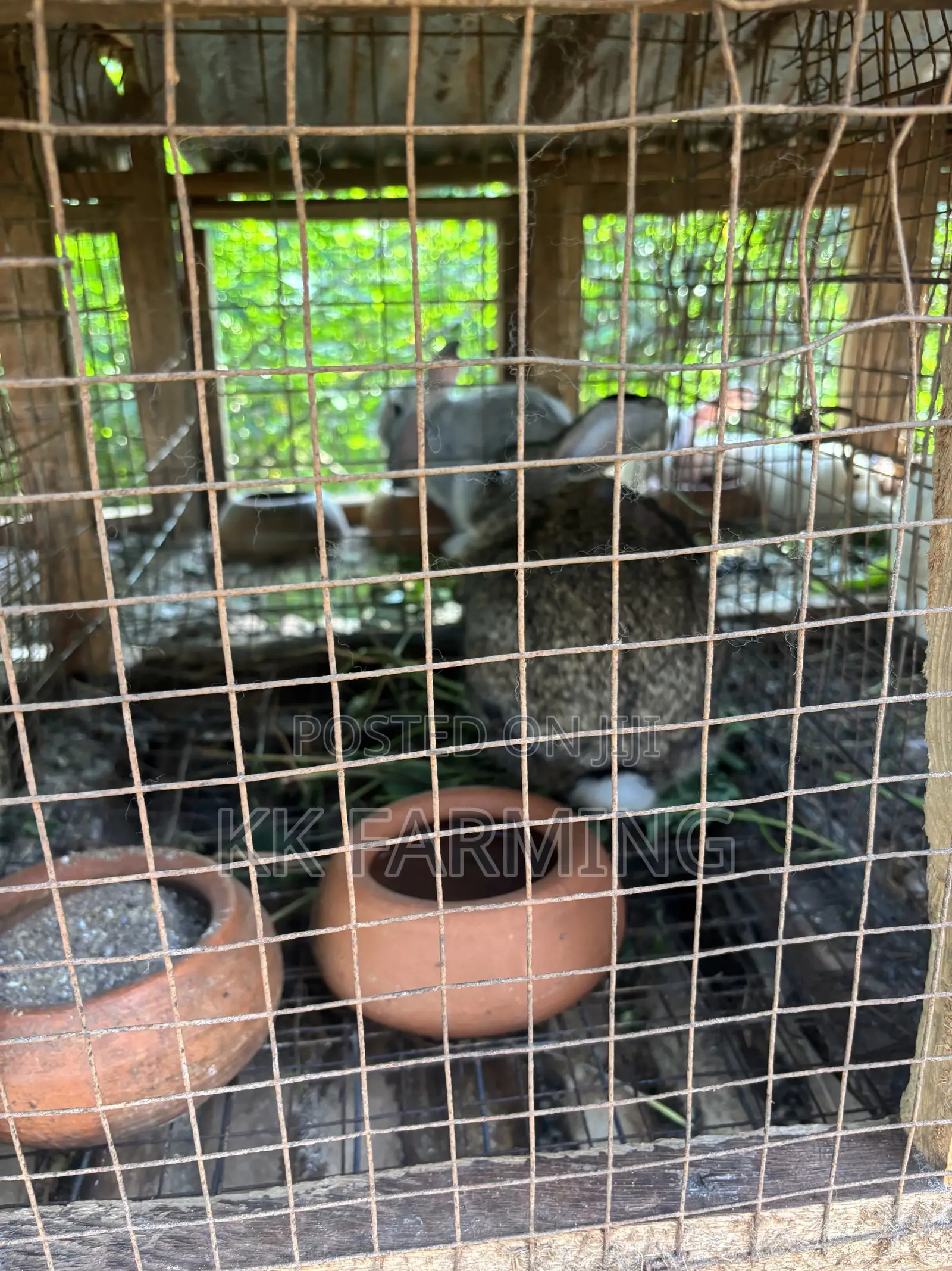 Healthy Rabbits