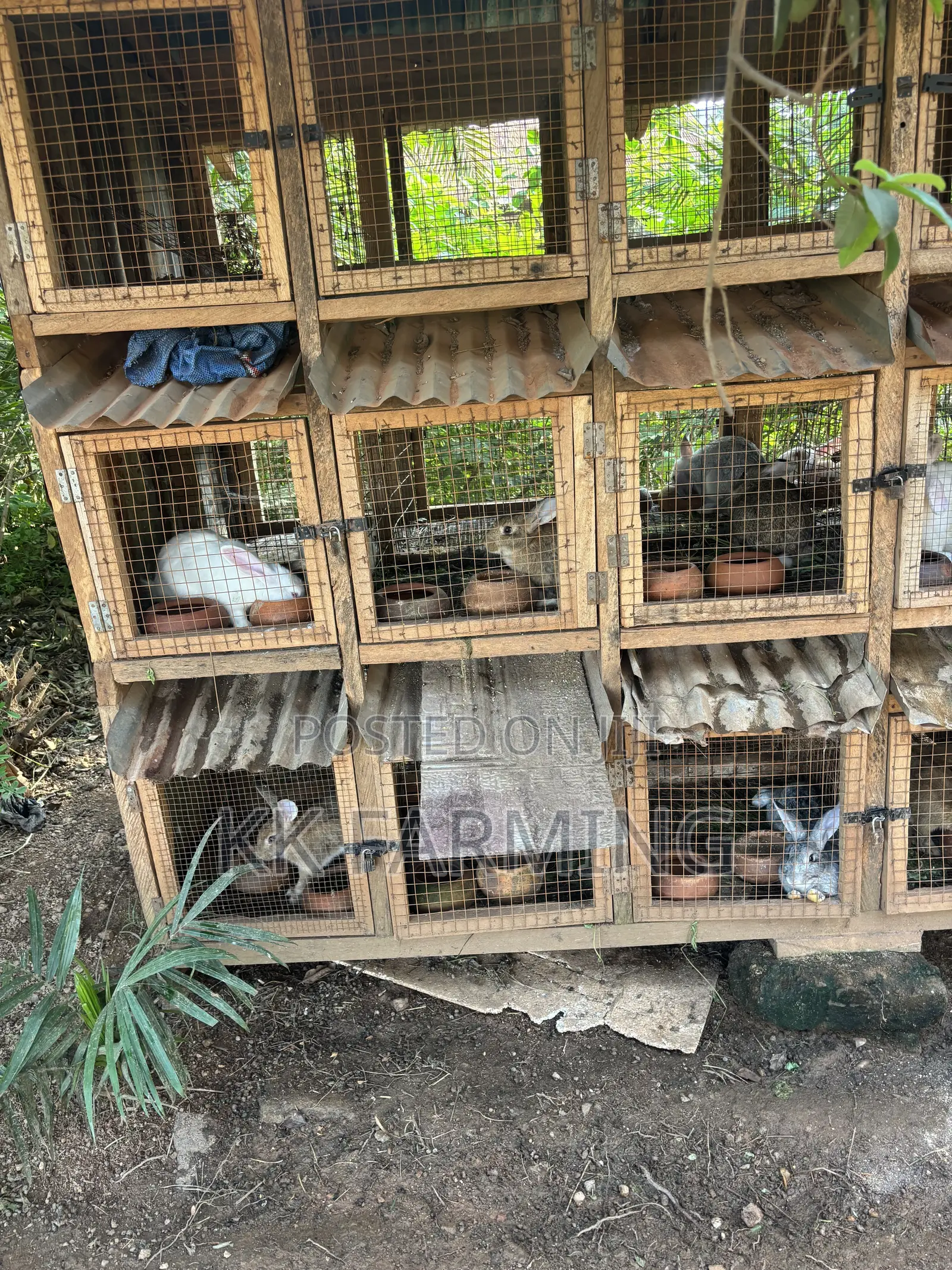 Healthy Rabbits
