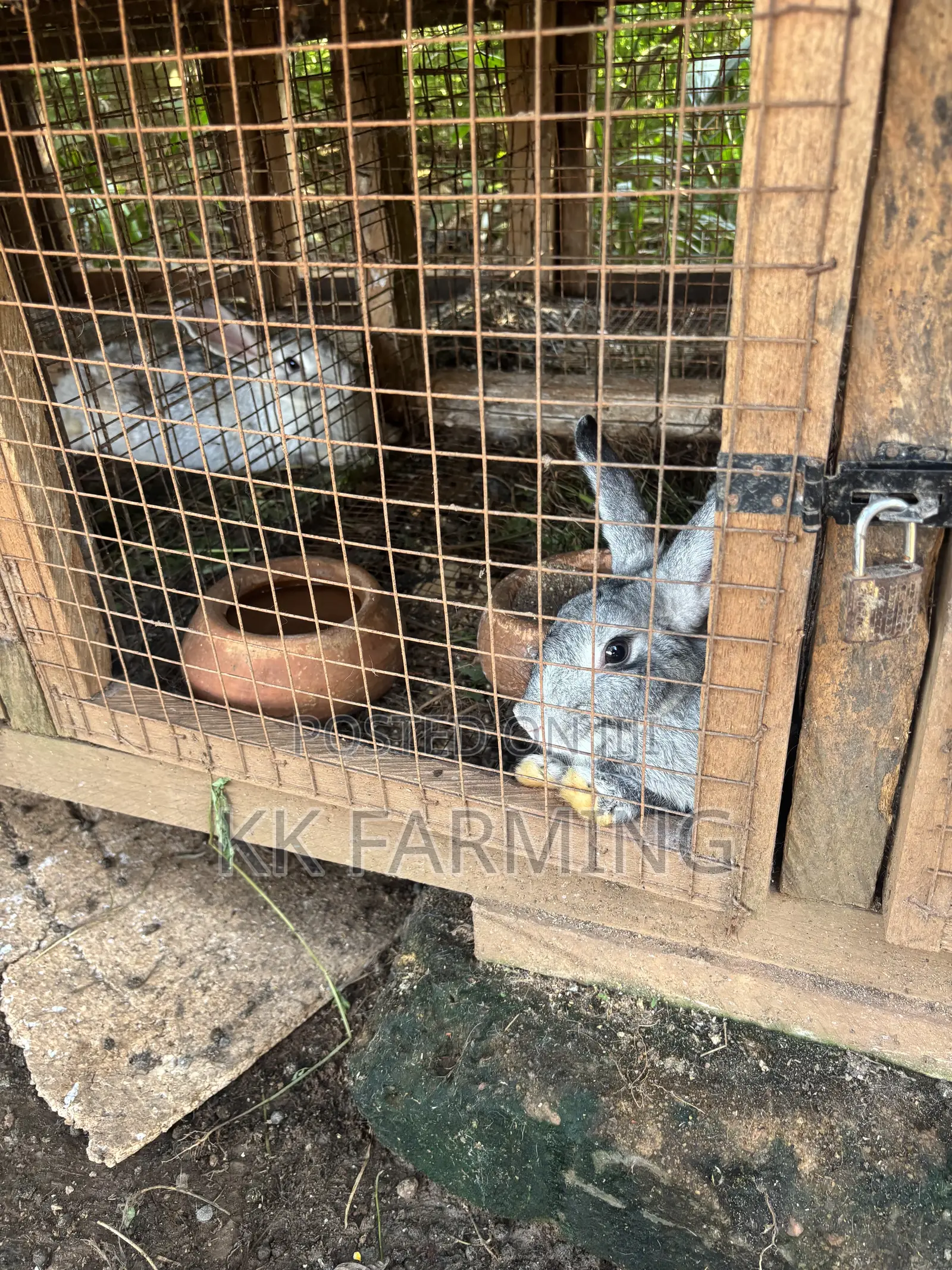 Healthy Rabbits