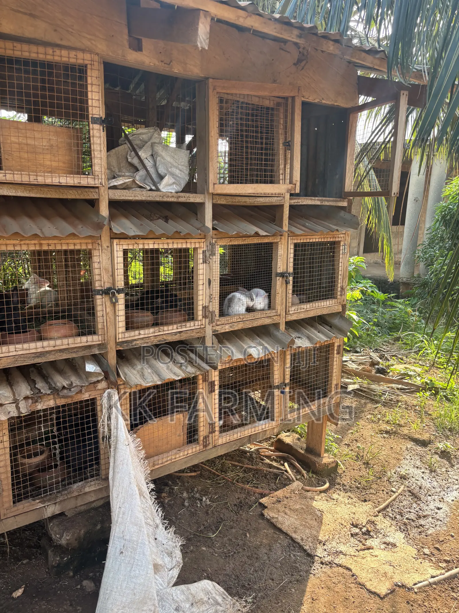 Healthy Rabbits
