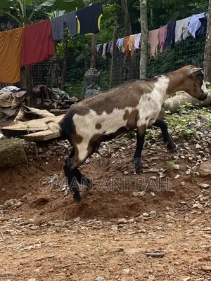 Available Goat
