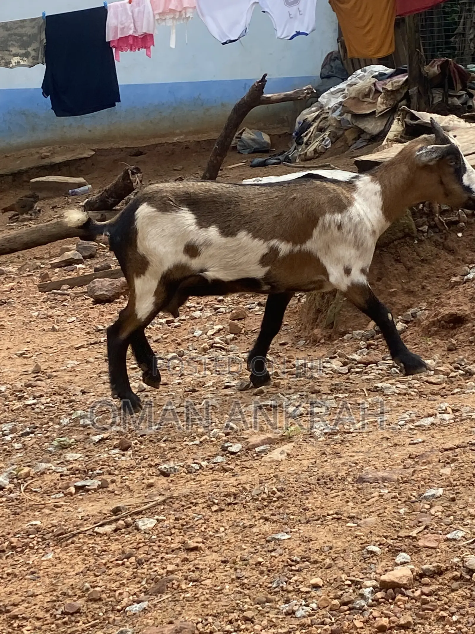 Available Goat
