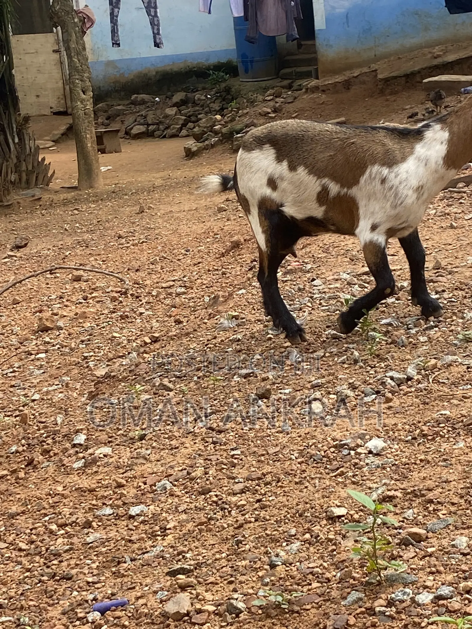 Available Goat