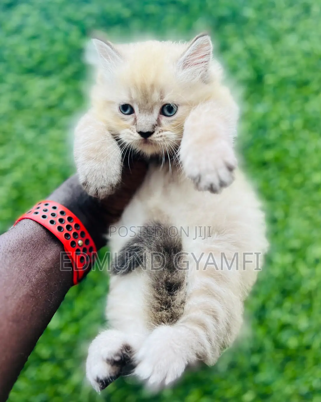 1-3 months Female Purebred Persian