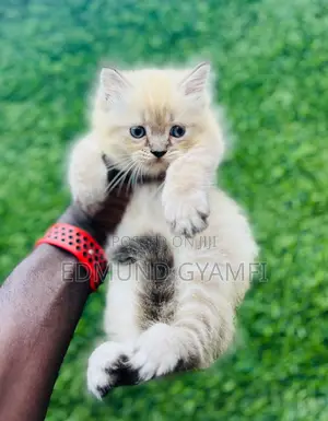 1-3 months Female Purebred Persian