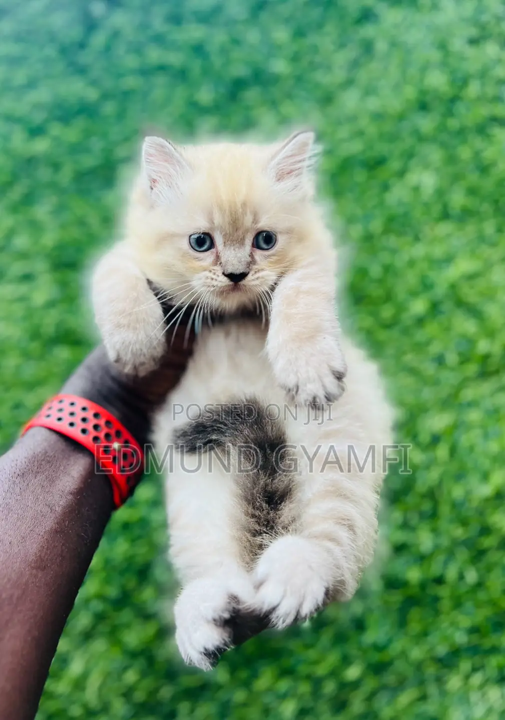 1-3 months Female Purebred Persian