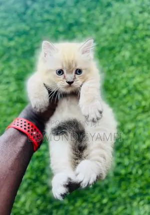 1-3 months Female Purebred Persian