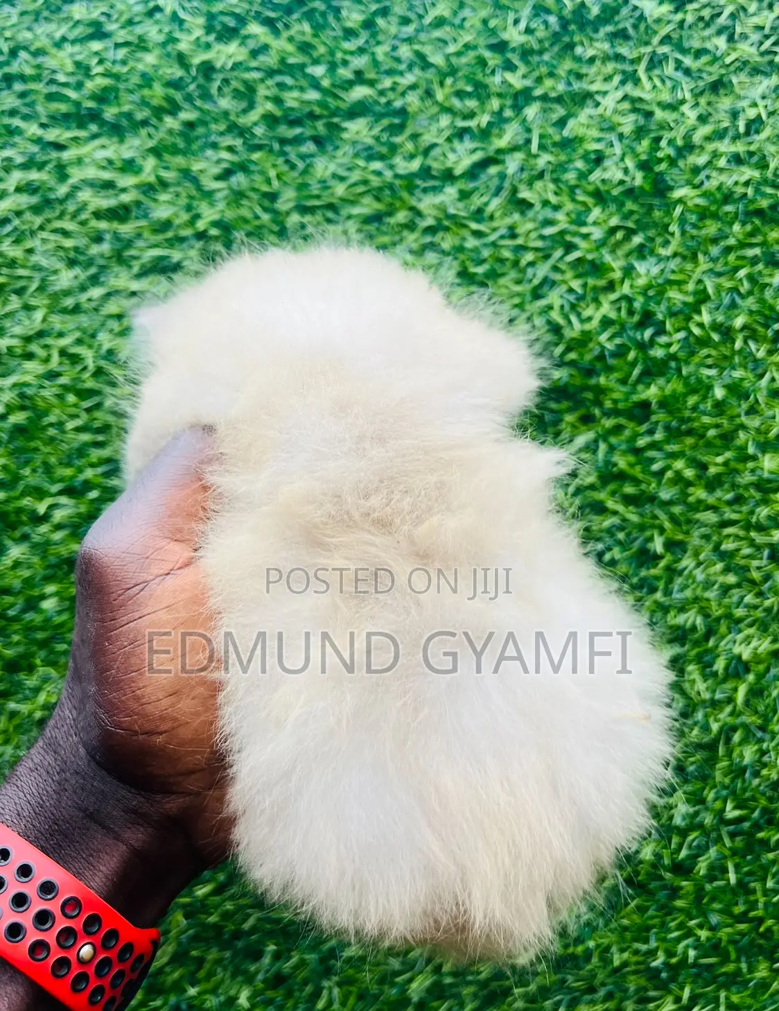 1-3 months Female Purebred Persian