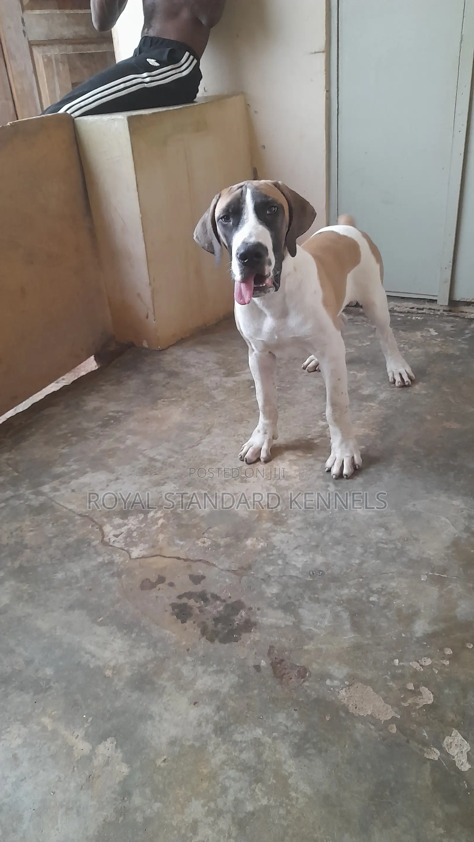 1-3 months Male Purebred Boerboel
