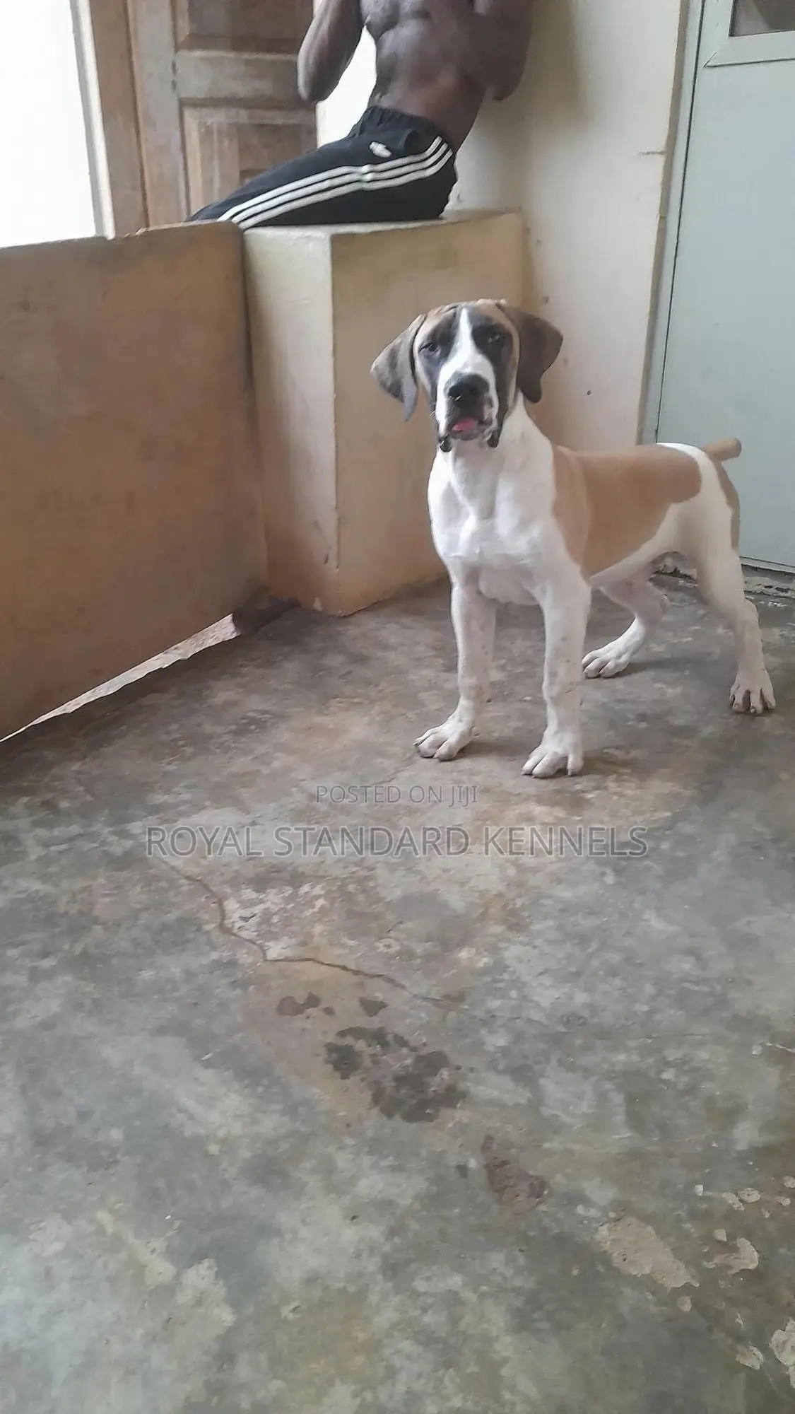 1-3 months Male Purebred Boerboel
