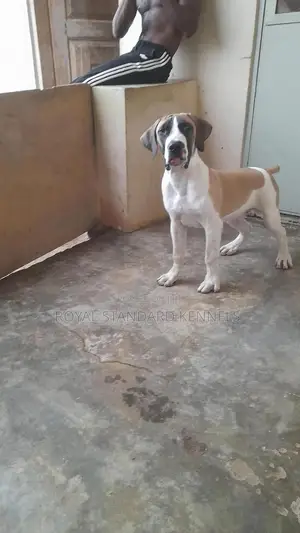 1-3 months Male Purebred Boerboel