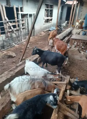 Goat Is for Sale
