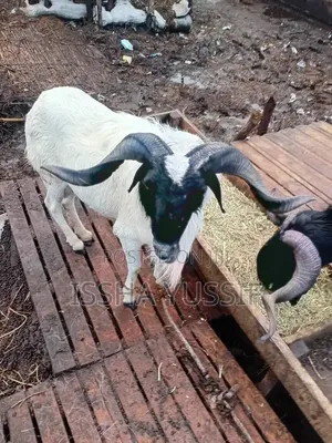 Sheep Is for Sale