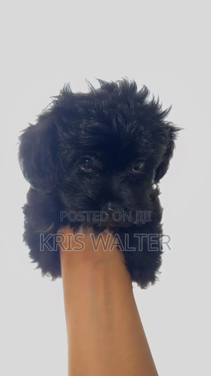 1-3 months Female Purebred Shih Tzu