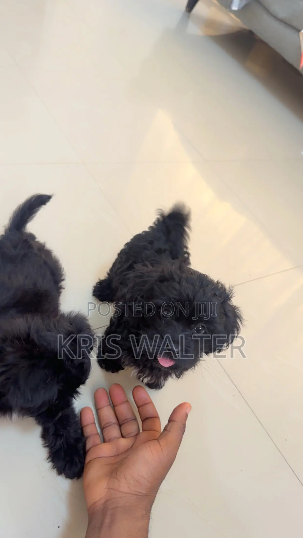 1-3 months Female Purebred Shih Tzu