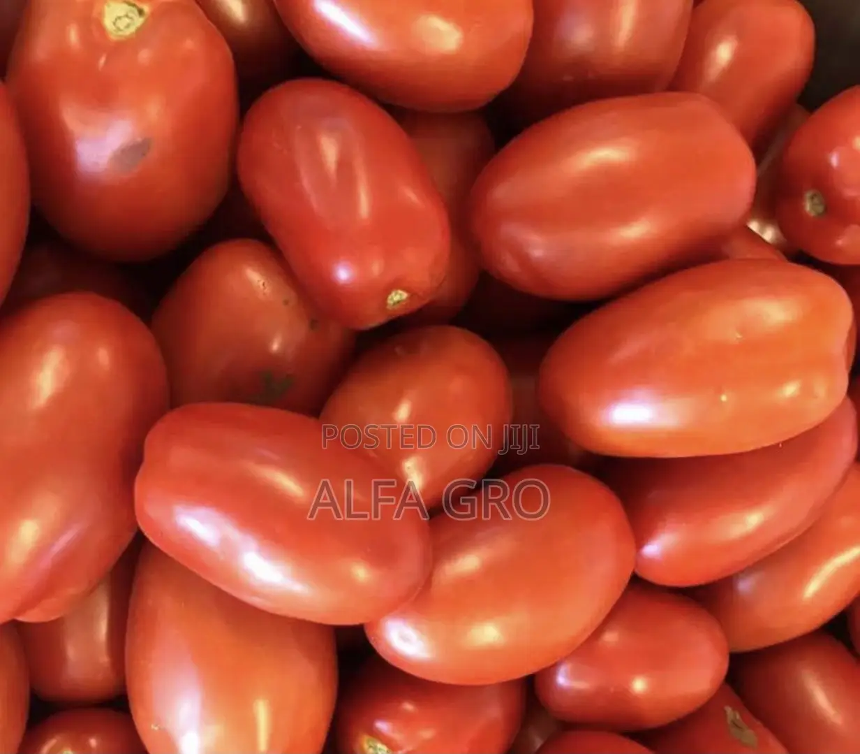 Tomatoes in Box(Free Delivery).