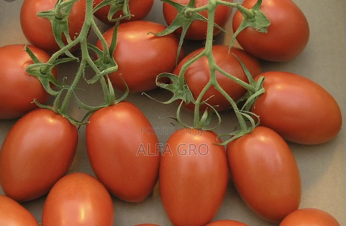 Tomatoes in Box(Free Delivery).
