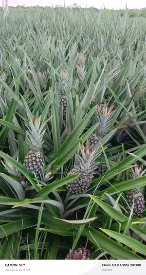 Pineapple Fruit