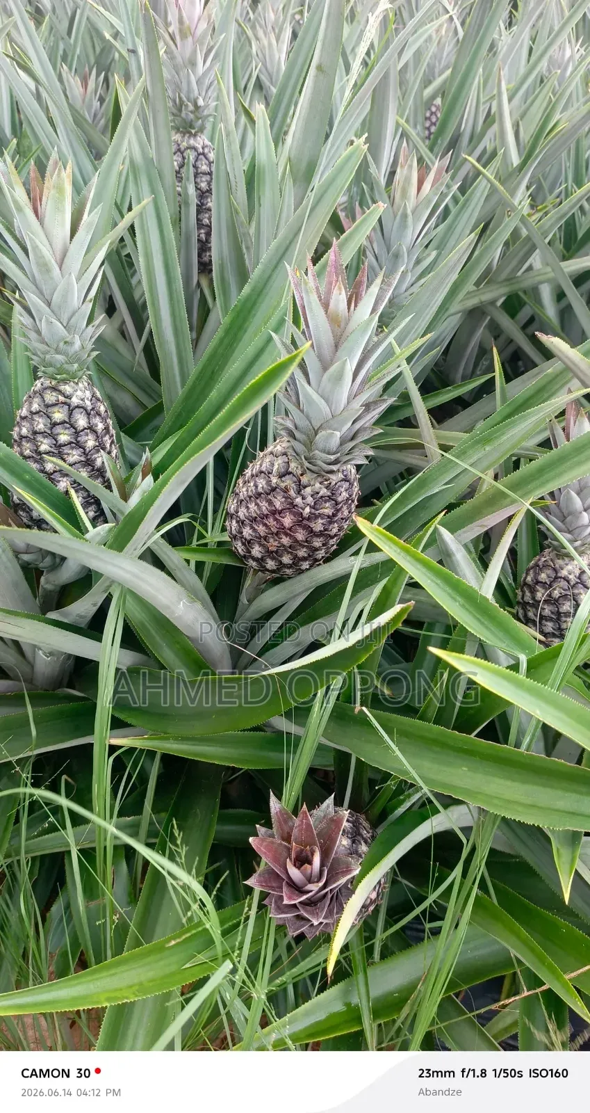 Pineapple Fruit