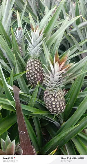 Pineapple Fruit