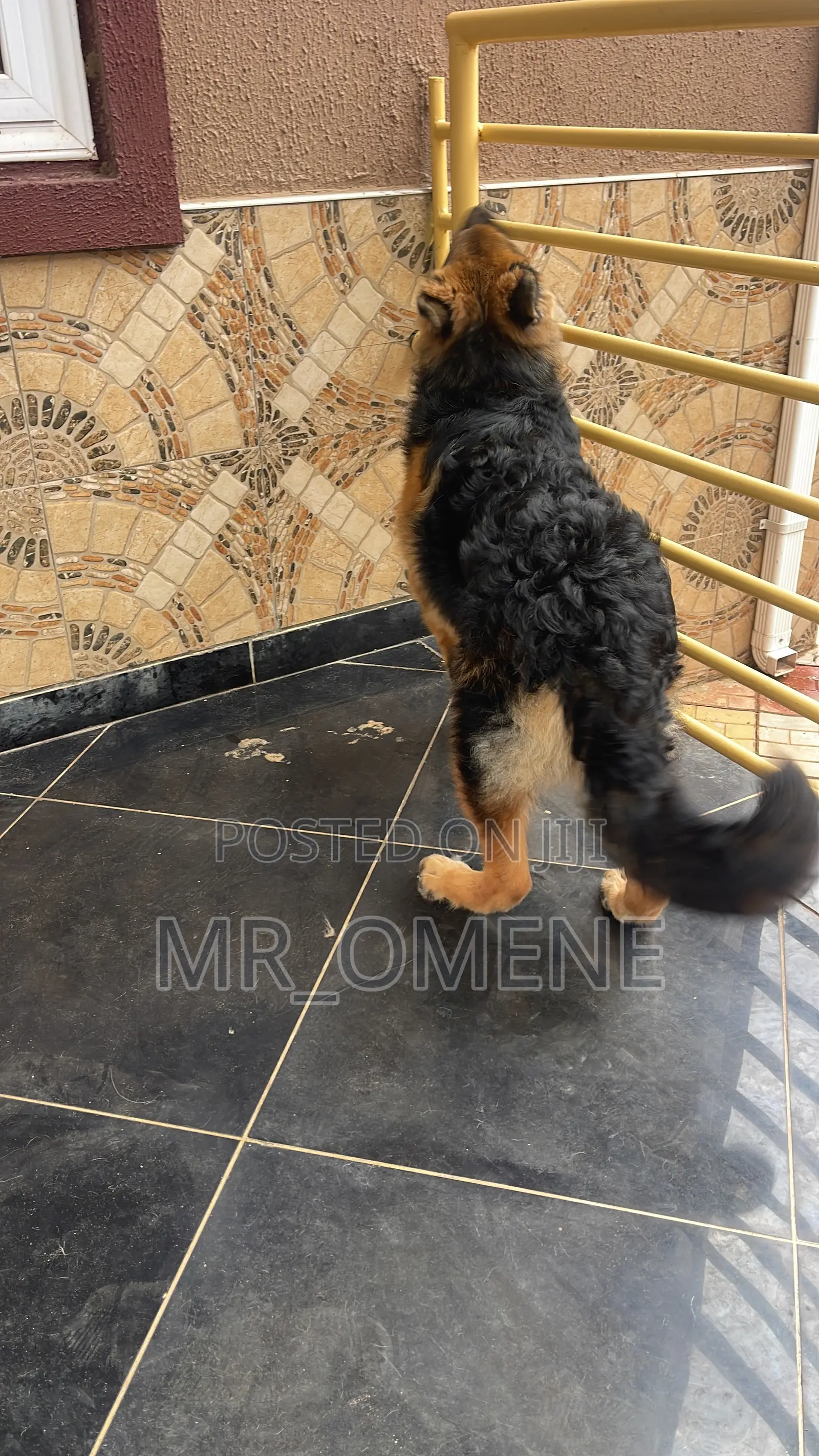 6-12 months Male Purebred German Shepherd