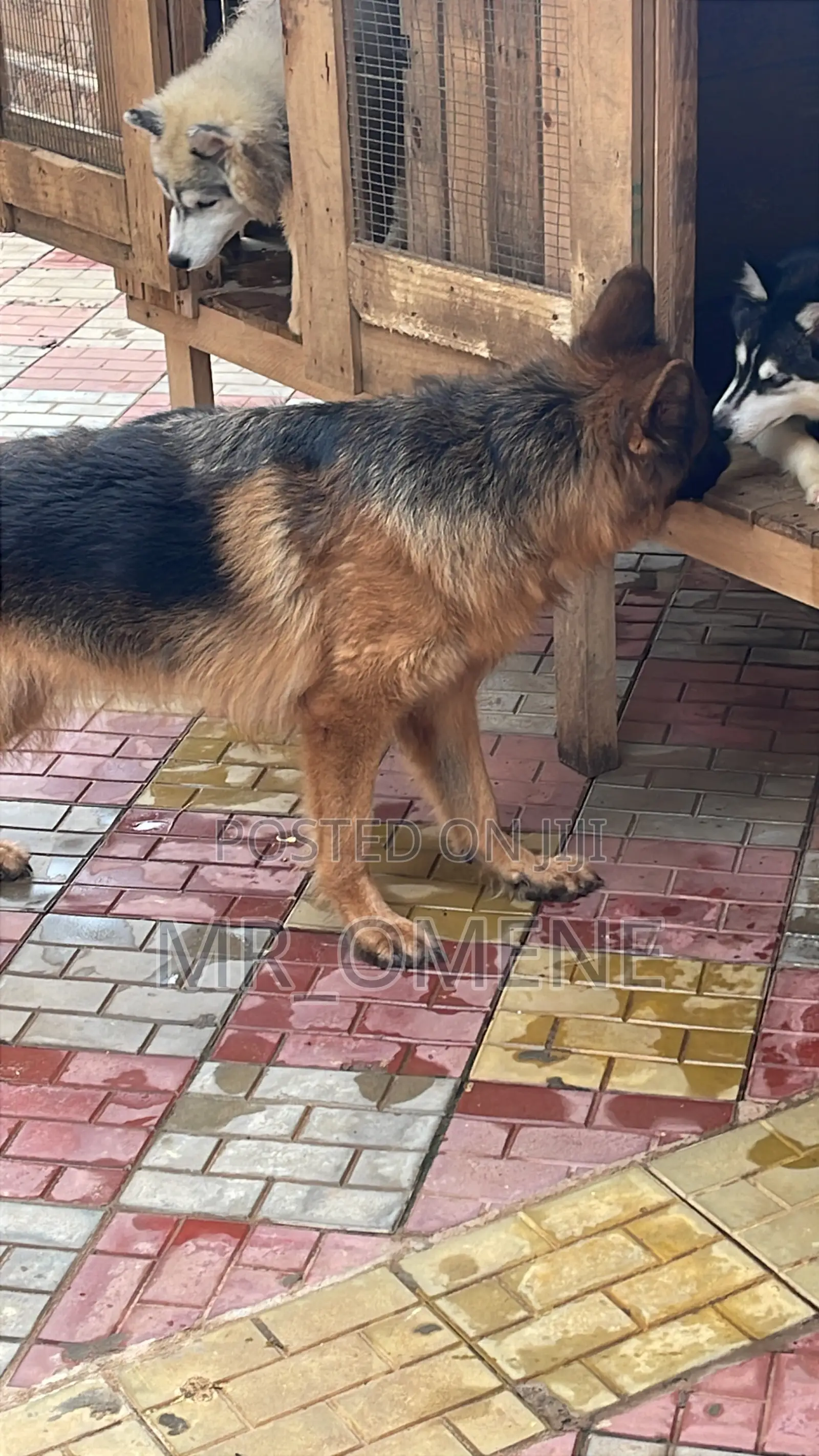 6-12 months Female Purebred German Shepherd