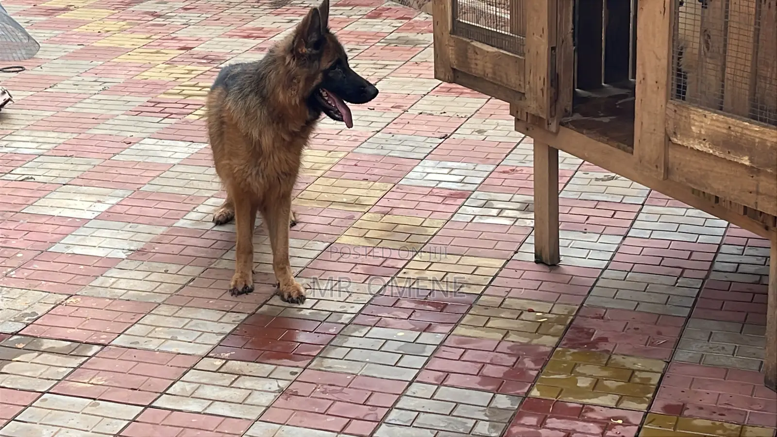 6-12 months Female Purebred German Shepherd