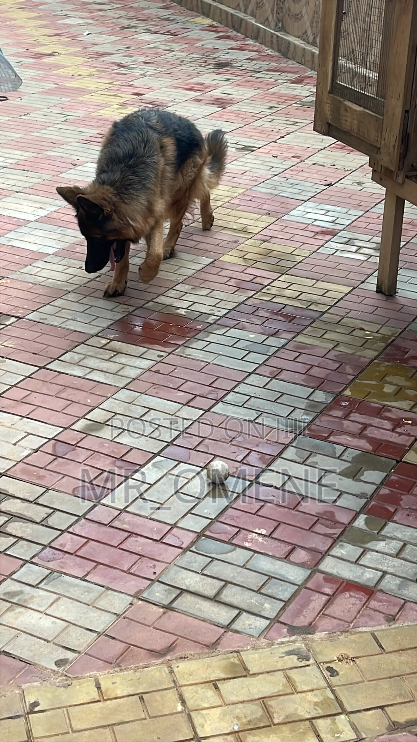 6-12 months Female Purebred German Shepherd