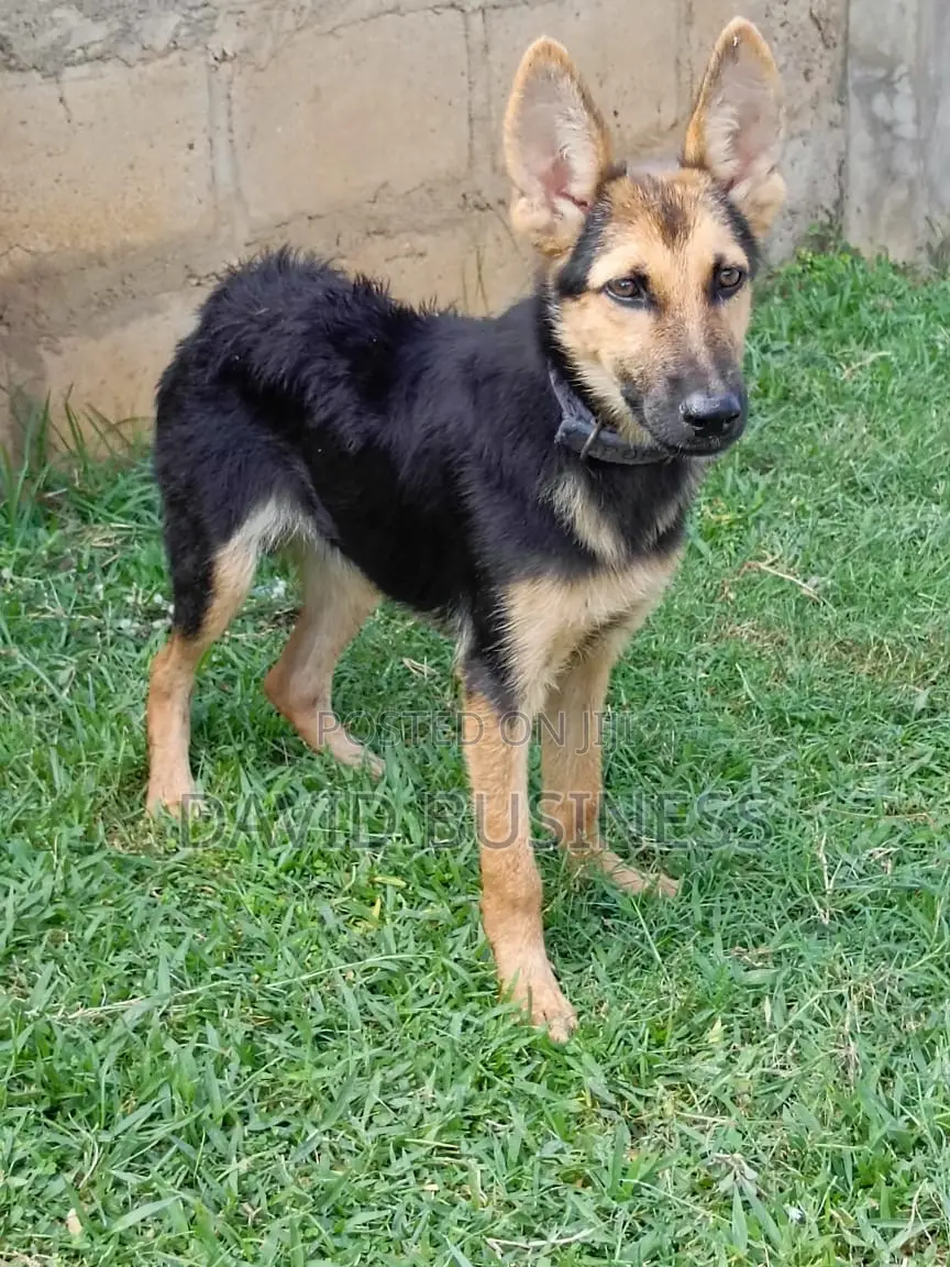 3-6 months Male Mixed Breed German Shepherd
