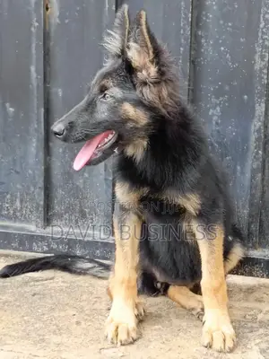 3-6 months Female Mixed Breed German Shepherd