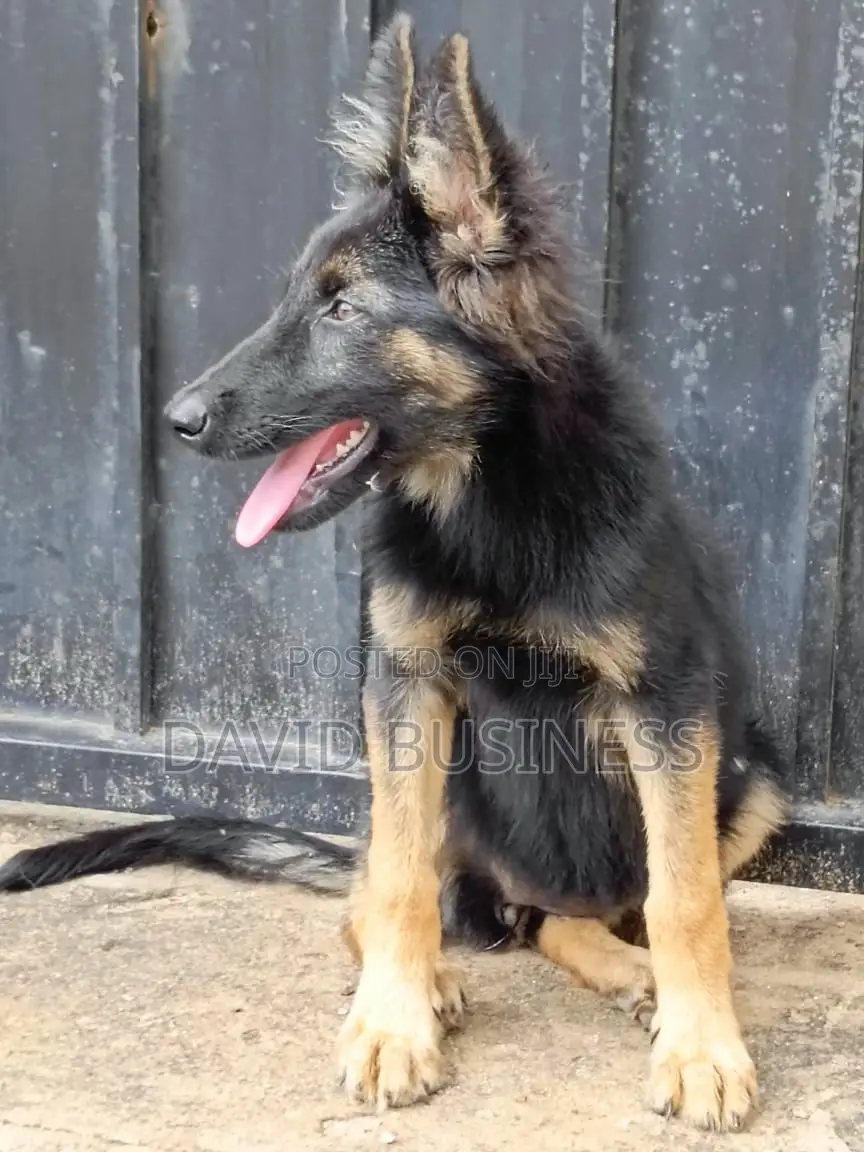 3-6 months Female Mixed Breed German Shepherd