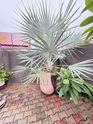 Silver Bismarkia